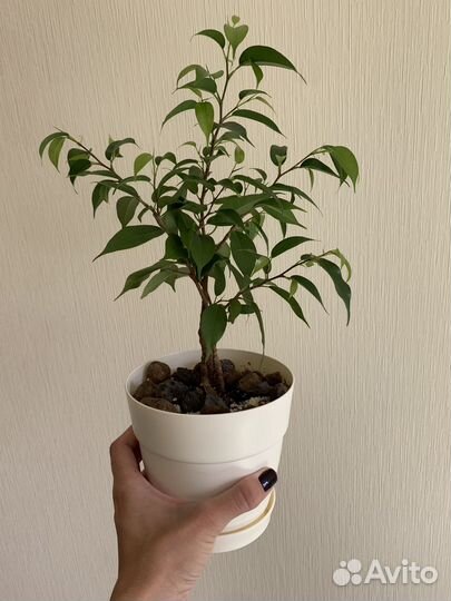 Фикус Бенджамина плетеный