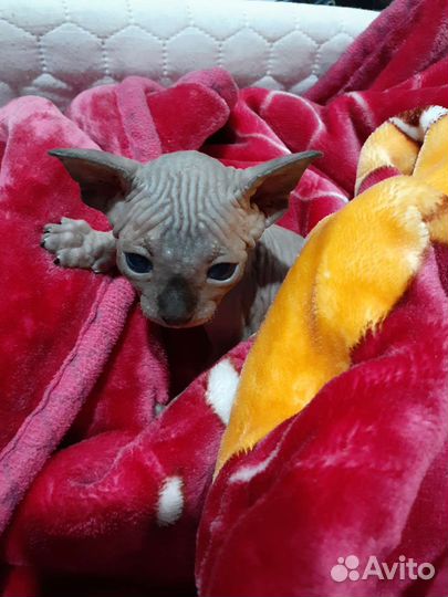 Канадский сфинкс