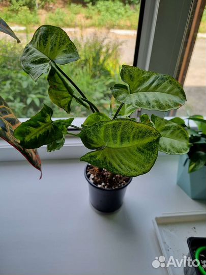 Комнатные цветы