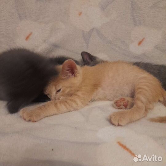 Котята в добрые руки бесплатно