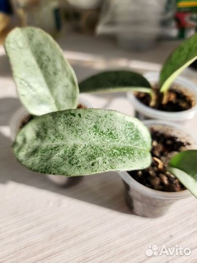 Хойя нова хост