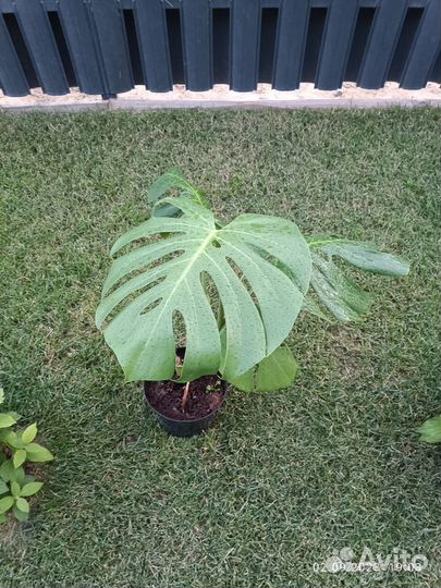 Монстера делициоза