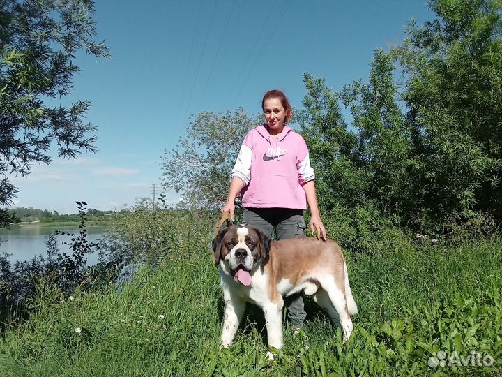 Вязка сенбернар