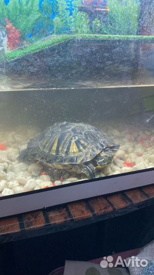 Красноухая черепаха с аквариумом
