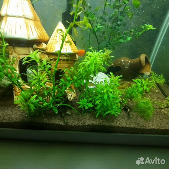 Аквариум