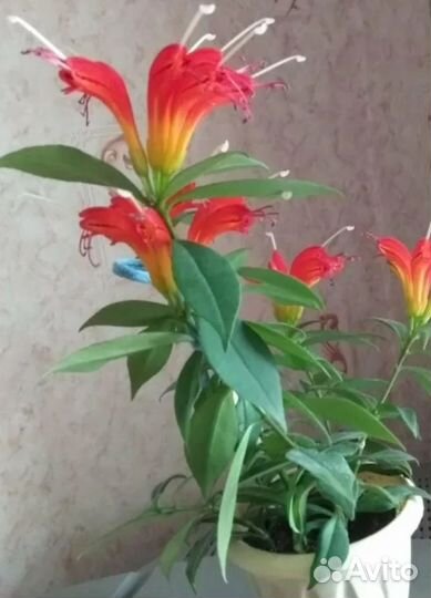 Комнатные цветы. Эсхинантус Жар Птица