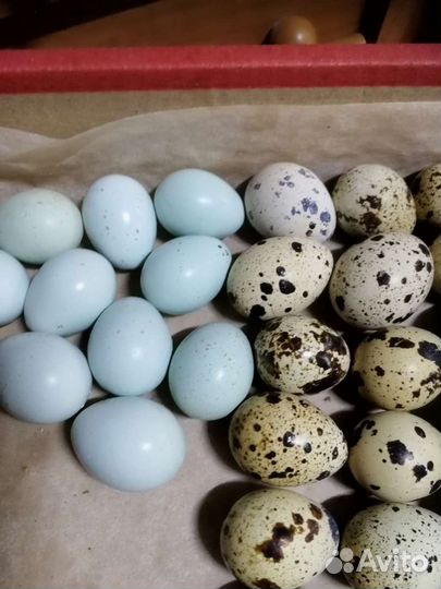Перепёлки Яйца мясо перепелиные, клетки