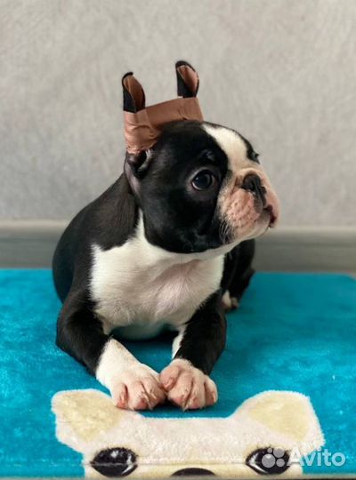 Щенок бостон терьер