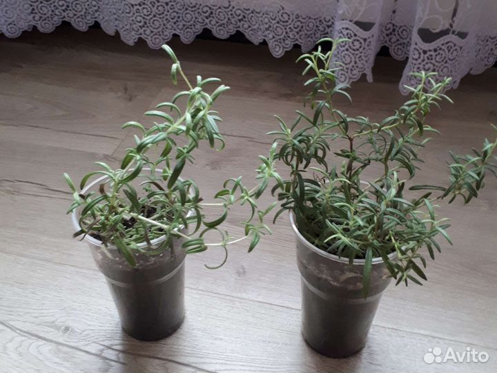 Розмарин в горшке