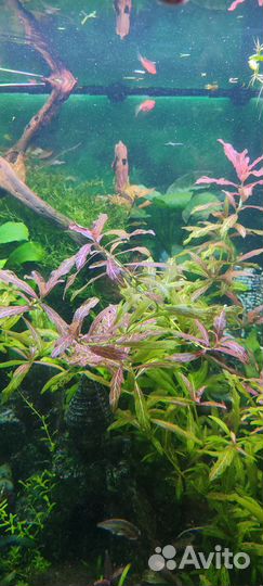 Аквариумные растения прополка