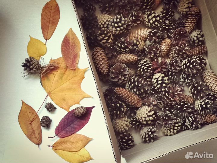 Шишки для поделок творчества природный материал