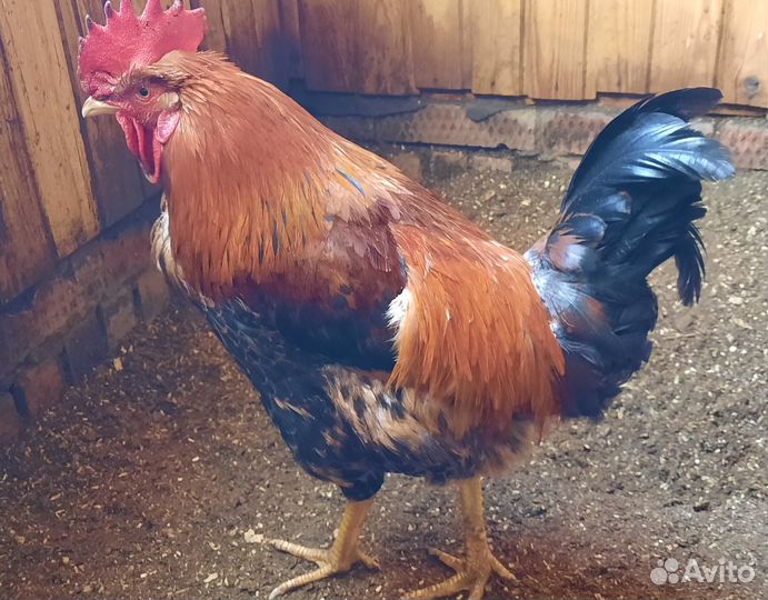 Молодые петухи