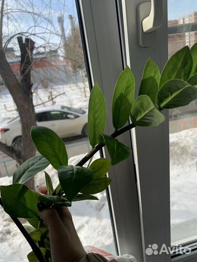 Замиокулькас