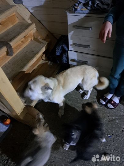 Собака в добрые руки отдам бесплатно