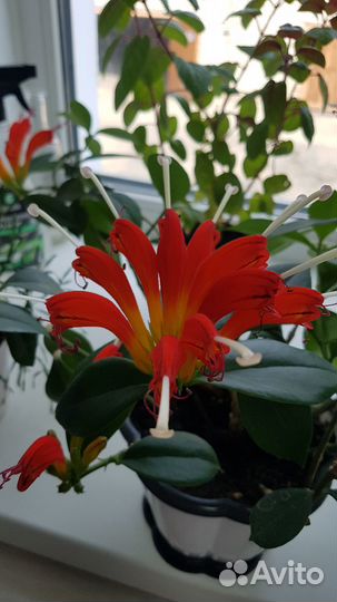 Продам красный эсхинантус