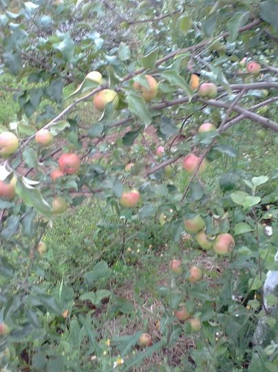 Дача 100 м² на участке 10 сот.