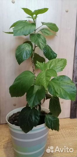 Гибискус для дома и офиса