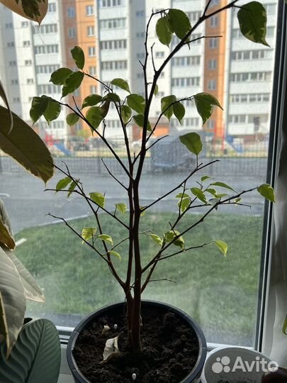 Комнатные растения