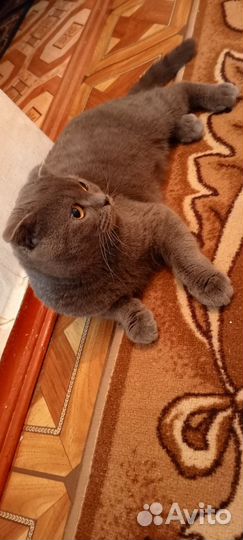 Британский короткошерстный кот