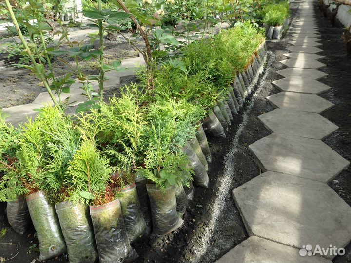 Саженцы винограда, роз, декоративных растений