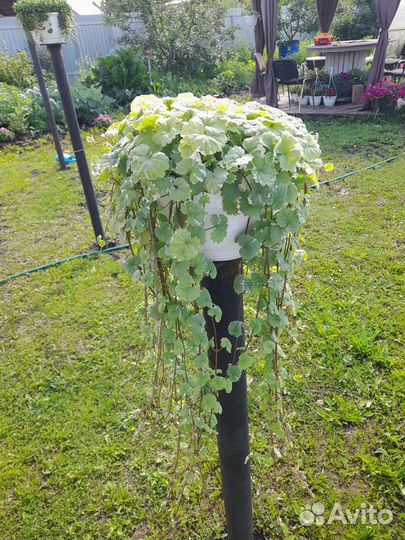 Будра вариегатная