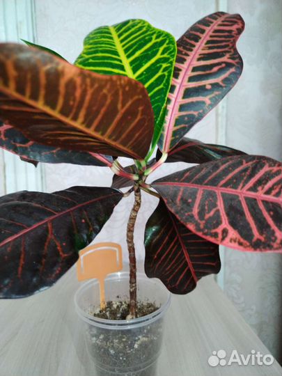 Комнатные растения