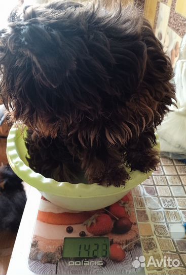 Йоркширский терьер