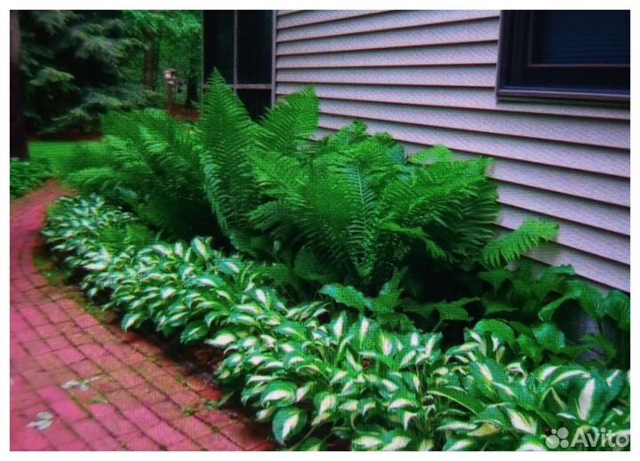 Папортник - Страусин, Хосты, декоративный лук