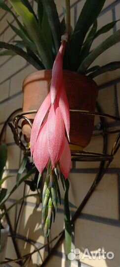 Бильбергия комнатные цветы