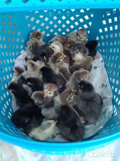 Цыплята суточные