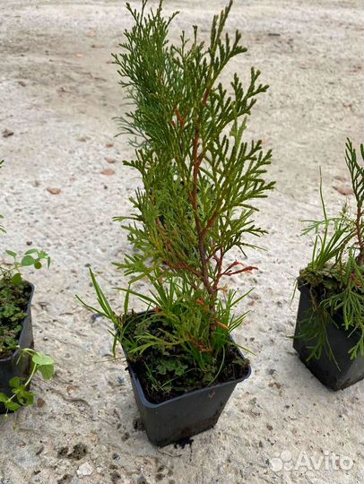 Туя Смарагд горшок Р9