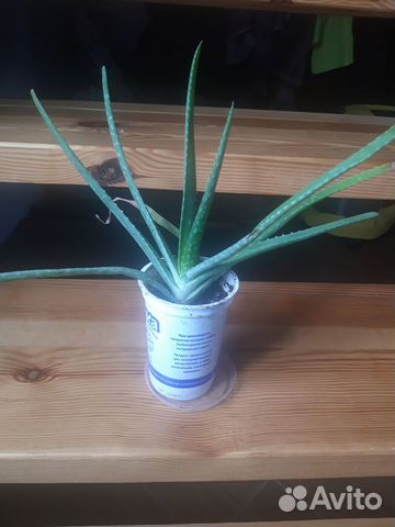 Комнатные цветы алоэ