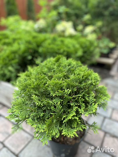 Туя шаровидная Даника