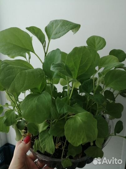 Рассада баклажан, перцев, кабачков