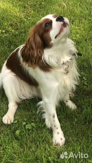 Вязка собак