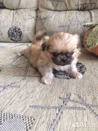 Щенки пекинеса