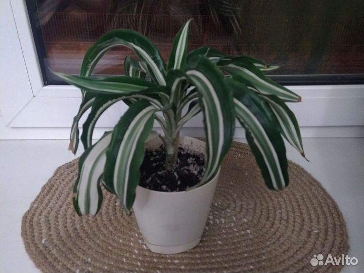 Драцена душистая