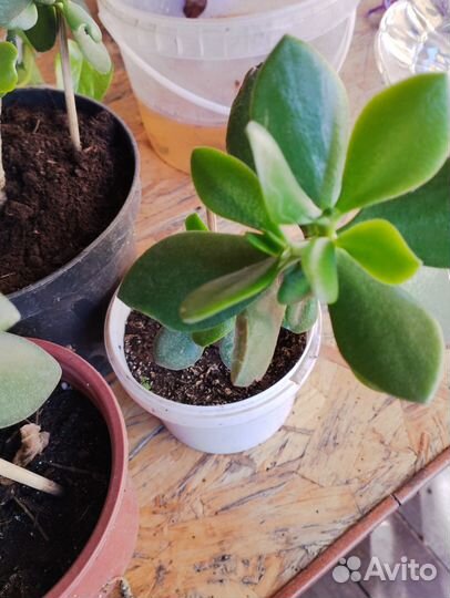 Комнатные растения цветы