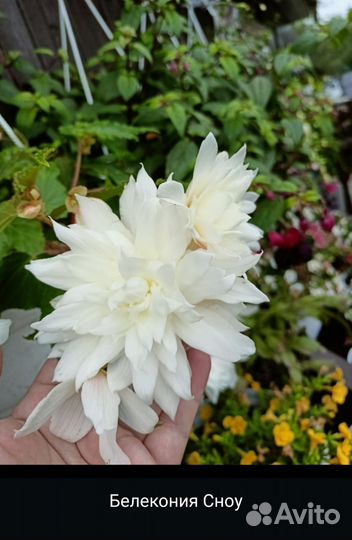 Ампельные Бегонии