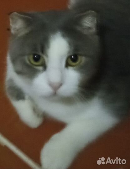 Вислоухий кот