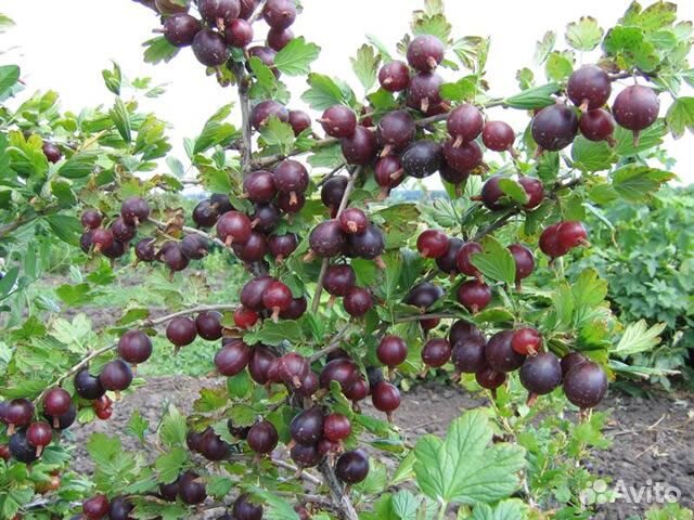 Крыжовник Северный капитан