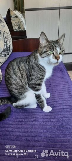 Кошечка-подросток