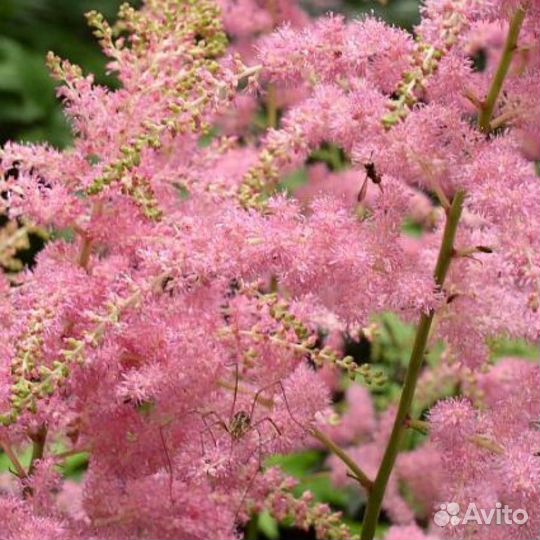 Астильба Арендса Bressingham Beauty Саженцы, Расса