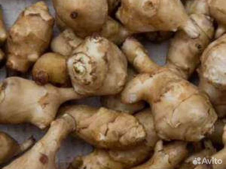 Топинамбур, Хрен, Лук