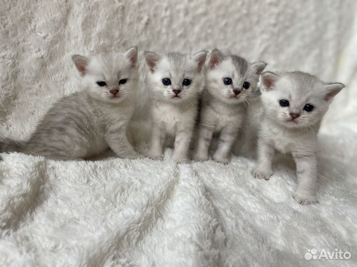 Шотландские котята медвежата