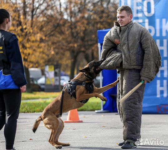 Дрессировка собак для охраны и общее послушание