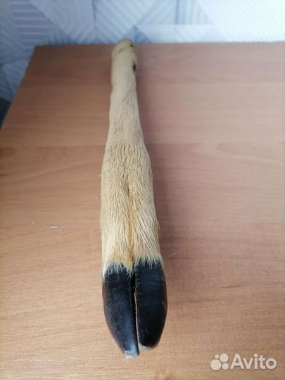 Чучело нога косули