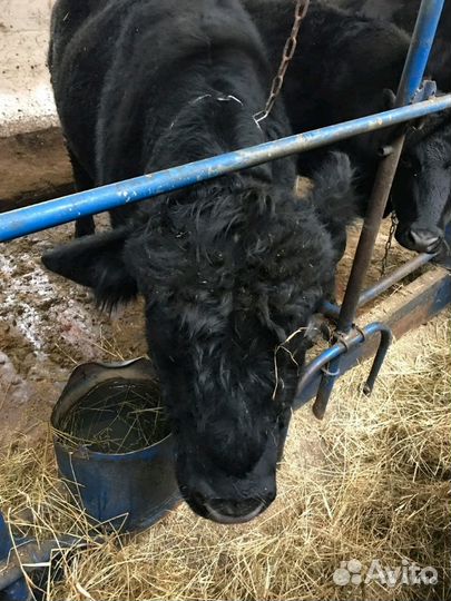 Продаём телят помесь с Абердином
