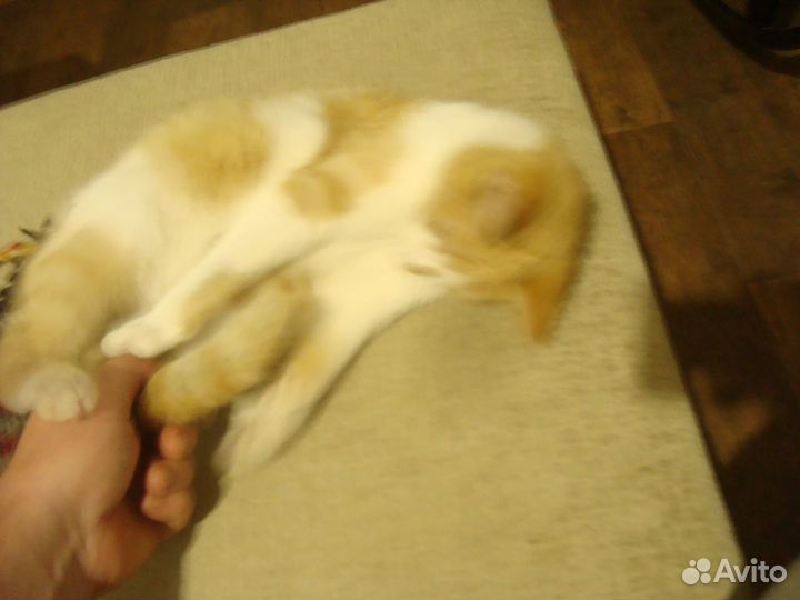 Молодой котик