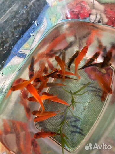 Аквариумные рыбки, гуппи и меченосцы